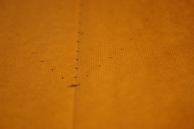 File:DSC02720 (Large).JPG